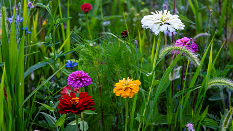 Beautiful flowers bloom in the Ohio Railway Museum's pollinator garden.
